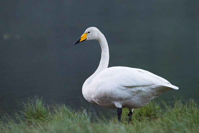 Wilde zwaan